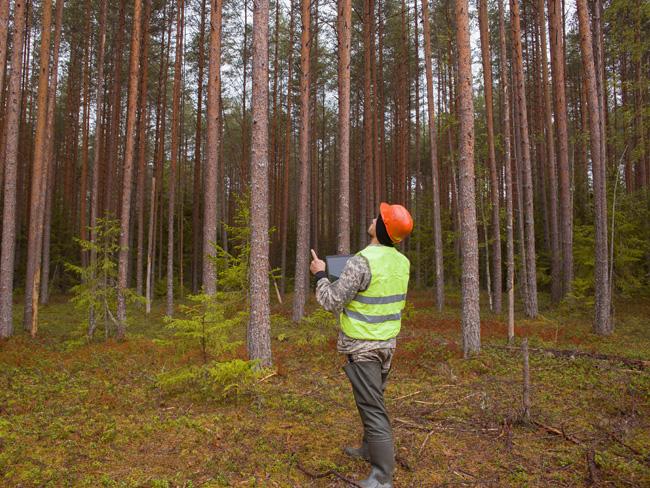 Efficient and sustainable forest management with drones | Yokogawa Electric Corporation