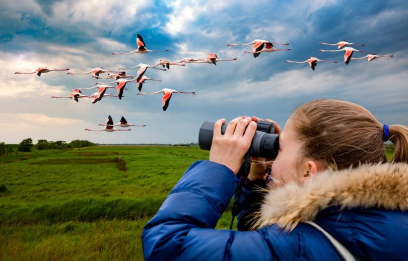 Best Binoculars for Bird Watching in 2026 | A Complete Buying Guide by INJIE Optics Best Binoculars for Bird Watching in 2026 | A Complete Buying Guide by INJIE Optics